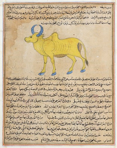 Zebu, illustrazione da 